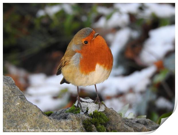 Robin standing on patch of ice on top of a rock Print by Joan Rosie