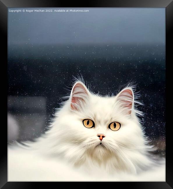 Blooming White Persian Cat Framed Print by Roger Mechan