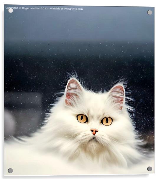 Blooming White Persian Cat Acrylic by Roger Mechan