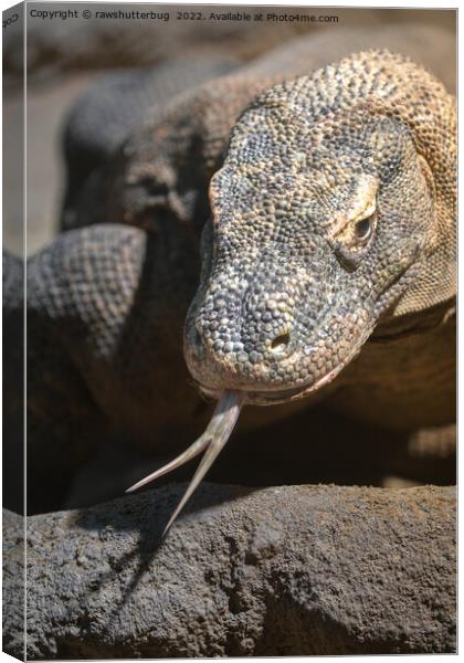 Komodo Dragon Sticking Out His Tongue Canvas Print by rawshutterbug 