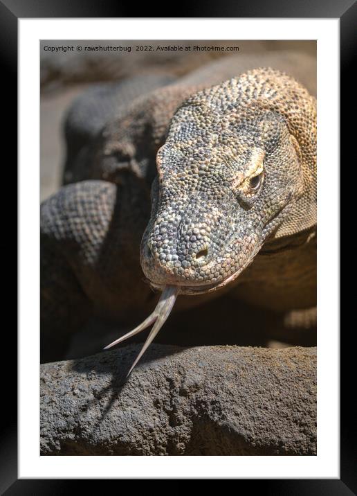Komodo Dragon Sticking Out His Tongue Framed Mounted Print by rawshutterbug 