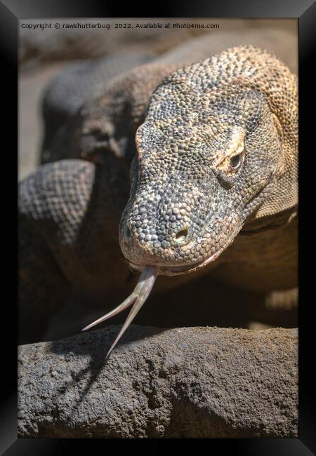 Komodo Dragon Sticking Out His Tongue Framed Print by rawshutterbug 