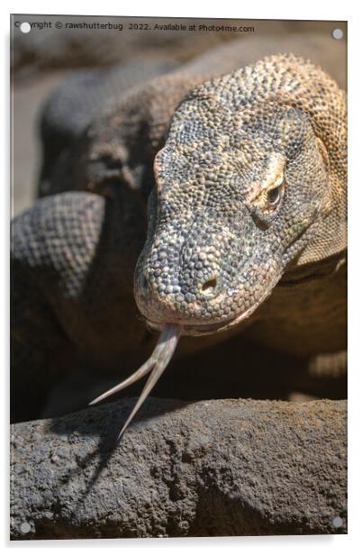 Komodo Dragon Sticking Out His Tongue Acrylic by rawshutterbug 