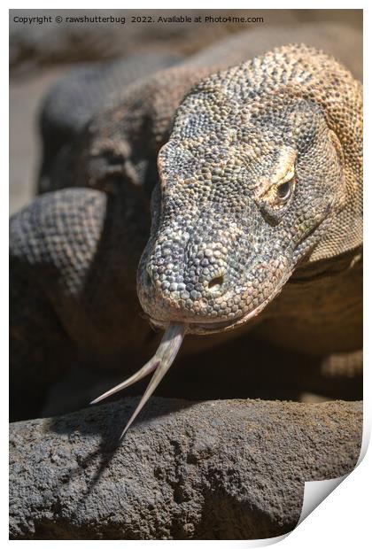 Komodo Dragon Sticking Out His Tongue Print by rawshutterbug 