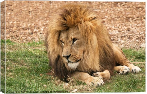 Lion lounging Canvas Print by Sally Wallis
