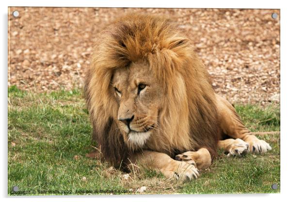 Lion lounging Acrylic by Sally Wallis