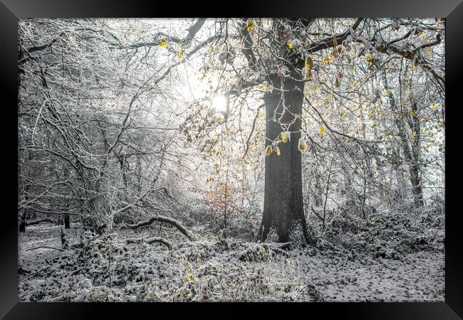 Winter Tree Framed Print by Graham Custance