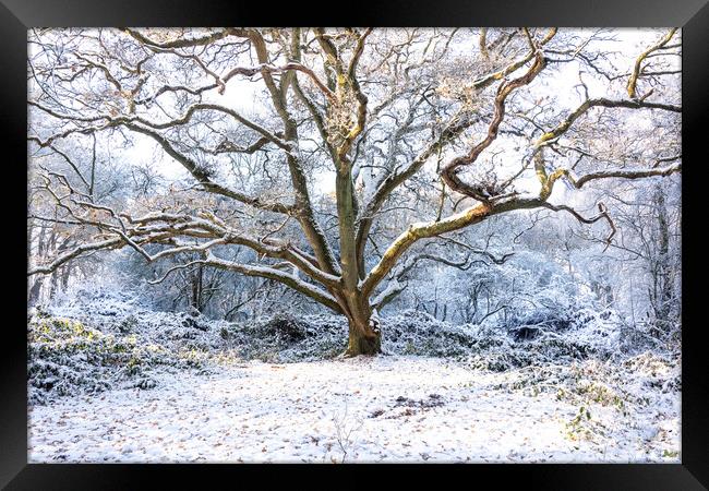 Winter Tree Framed Print by Graham Custance