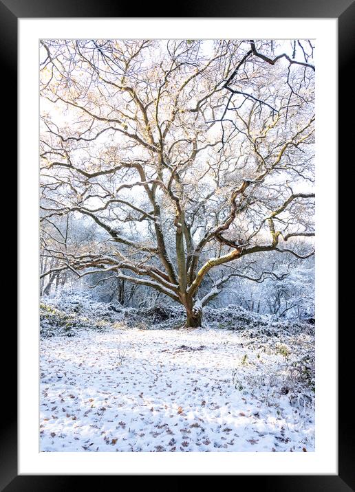 Winter Tree Framed Mounted Print by Graham Custance