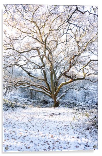 Winter Tree Acrylic by Graham Custance