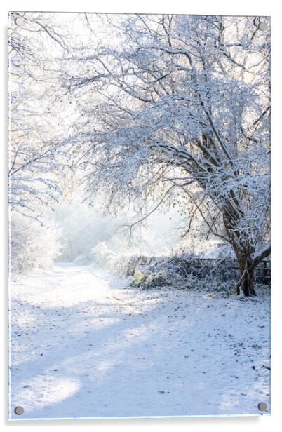 Ashridge in Winter Acrylic by Graham Custance