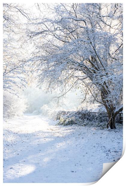 Ashridge in Winter Print by Graham Custance