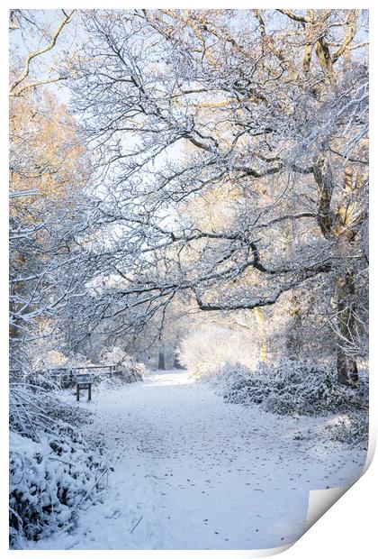 Ashridge in Winter  Print by Graham Custance
