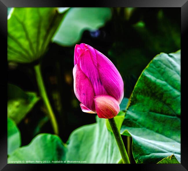 Pink Lotus Bud Close Up Summer Palace Beijing China Framed Print by William Perry