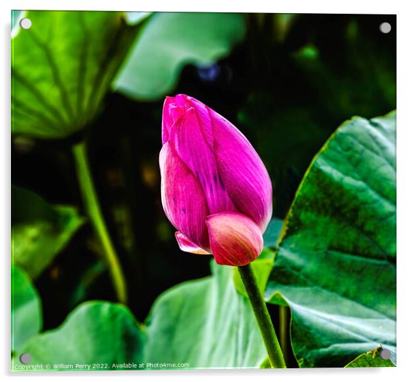 Pink Lotus Bud Close Up Summer Palace Beijing China Acrylic by William Perry