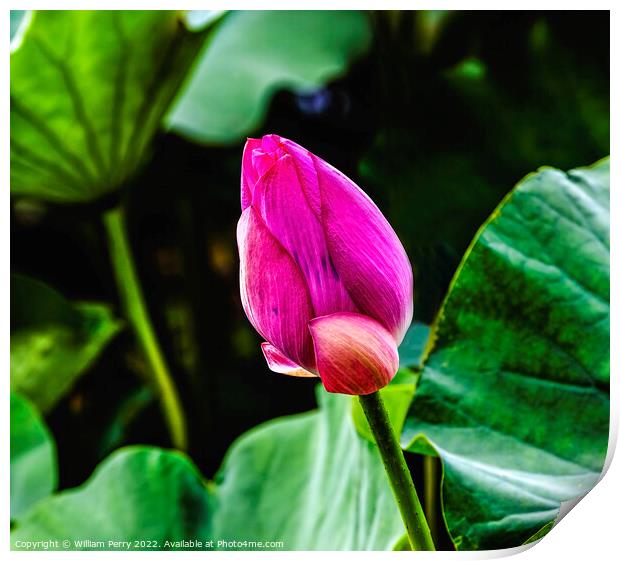 Pink Lotus Bud Close Up Summer Palace Beijing China Print by William Perry