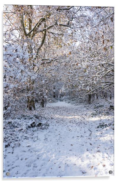 Ashridge in Winter  Acrylic by Graham Custance