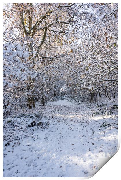 Ashridge in Winter  Print by Graham Custance