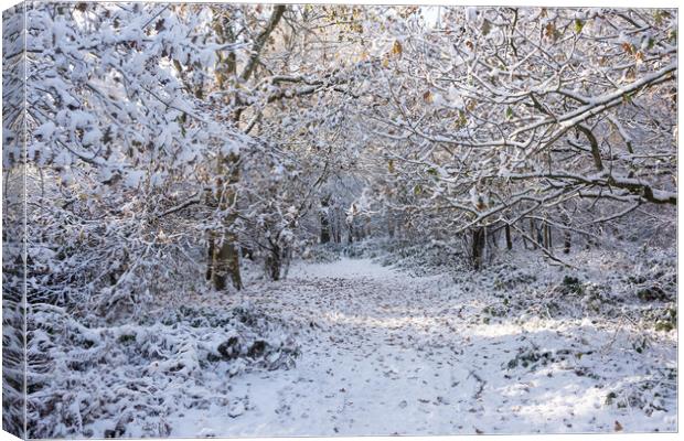 Ashridge in Winter  Canvas Print by Graham Custance