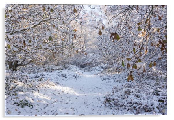 Ashridge in Winter  Acrylic by Graham Custance