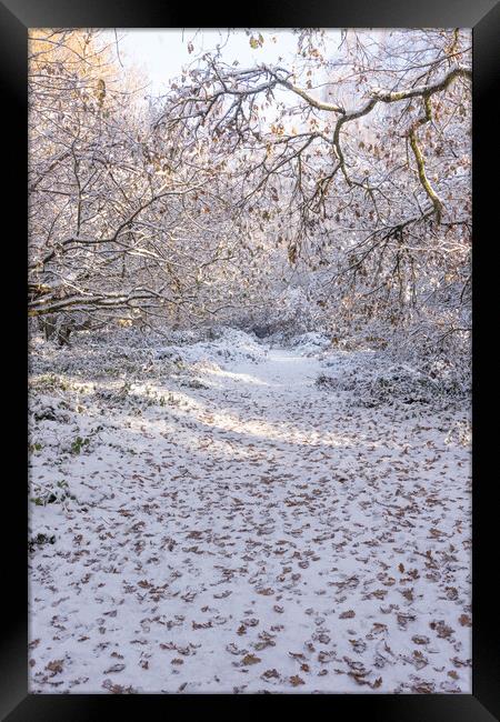 Ashridge in Winter  Framed Print by Graham Custance
