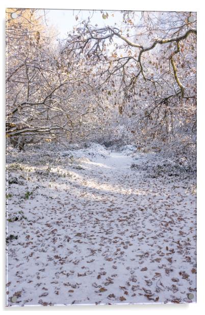 Ashridge in Winter  Acrylic by Graham Custance