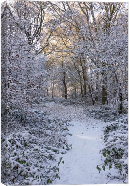 Serene Winter Wonderland at Ashridge Canvas Print by Graham Custance