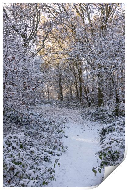 Serene Winter Wonderland at Ashridge Print by Graham Custance