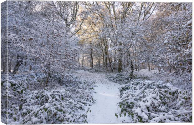 Winter Wonderland at Ashridge Canvas Print by Graham Custance