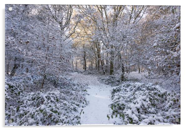 Winter Wonderland at Ashridge Acrylic by Graham Custance