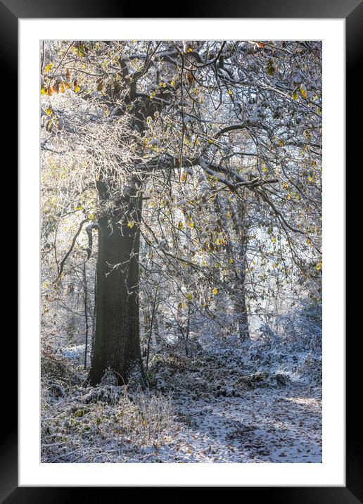A Serene Winter Wonderland at Ashridge Framed Mounted Print by Graham Custance