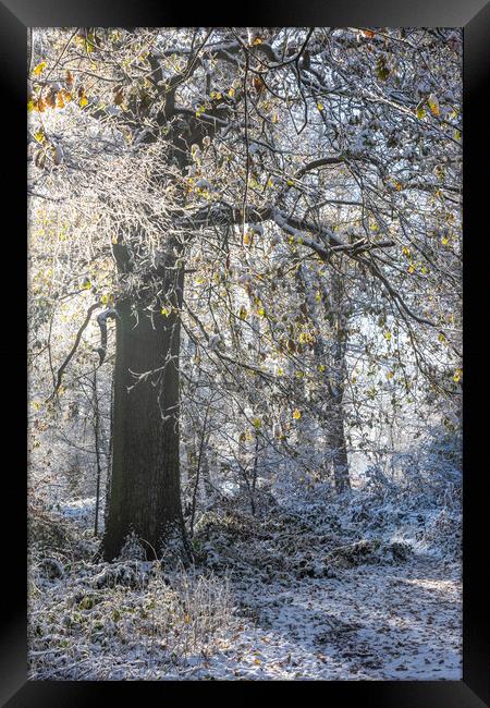 A Serene Winter Wonderland at Ashridge Framed Print by Graham Custance