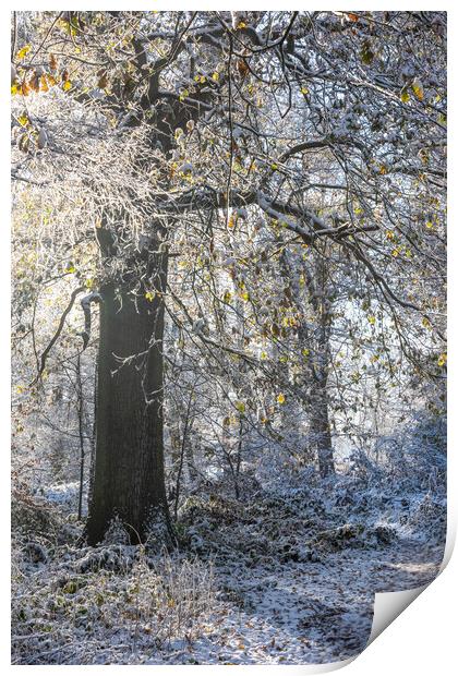 A Serene Winter Wonderland at Ashridge Print by Graham Custance