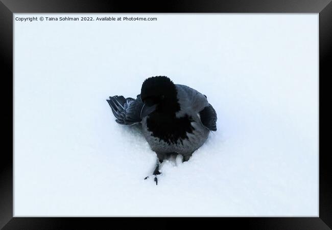Hooded Crow in Deep Snow Framed Print by Taina Sohlman