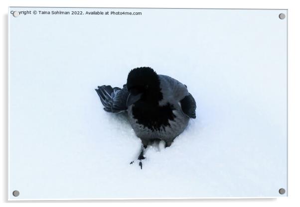 Hooded Crow in Deep Snow Acrylic by Taina Sohlman