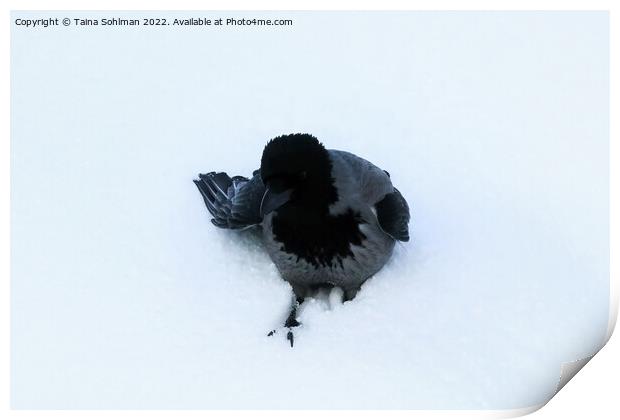 Hooded Crow in Deep Snow Print by Taina Sohlman