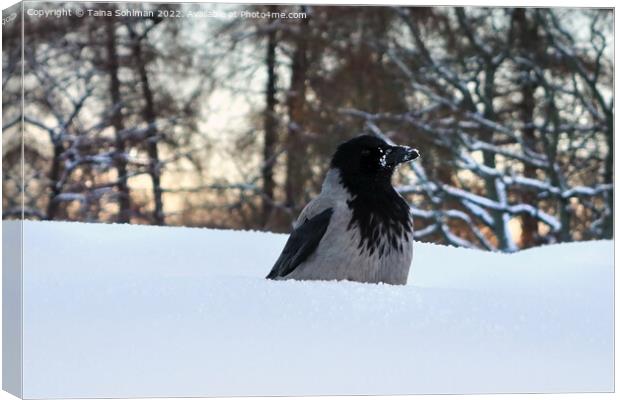 Hooded Crow, Corvus Cornix, Conserving Warmth in W Canvas Print by Taina Sohlman