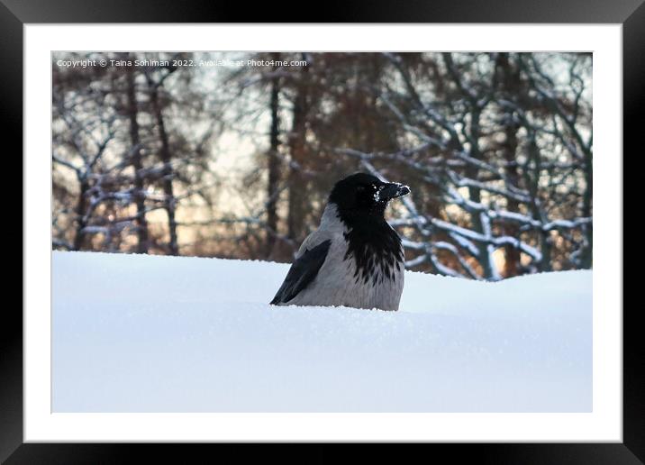 Hooded Crow, Corvus Cornix, Conserving Warmth in W Framed Mounted Print by Taina Sohlman