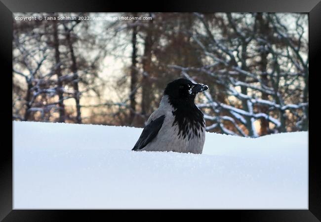 Hooded Crow, Corvus Cornix, Conserving Warmth in W Framed Print by Taina Sohlman