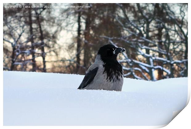 Hooded Crow, Corvus Cornix, Conserving Warmth in W Print by Taina Sohlman