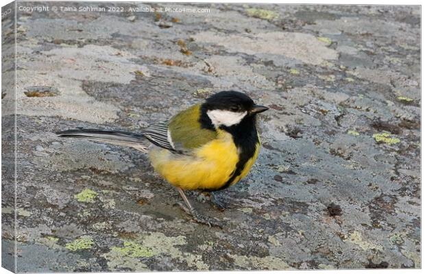 Great Tit, Parus Major, Saying Hello Canvas Print by Taina Sohlman