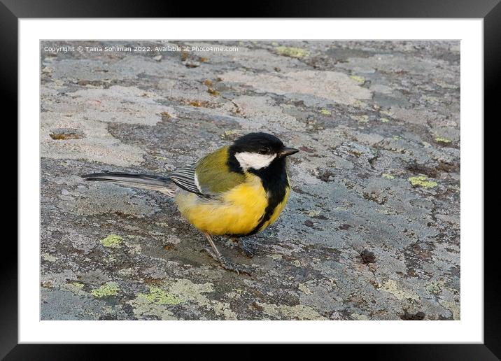 Great Tit, Parus Major, Saying Hello Framed Mounted Print by Taina Sohlman
