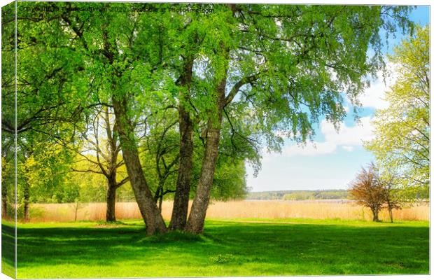 Multiple Trunked Birch Tree in the Spring Canvas Print by Taina Sohlman