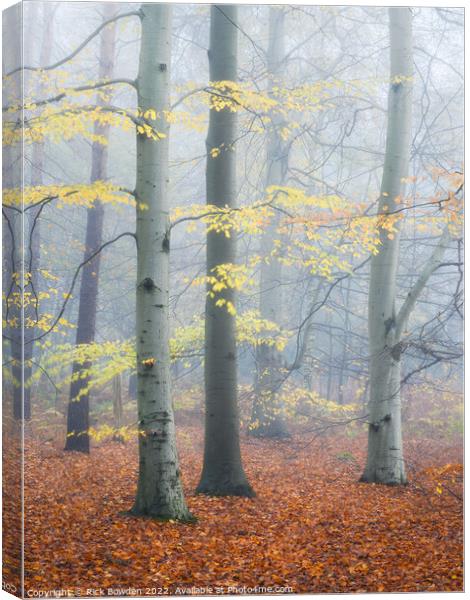 Enchanted Forest Canvas Print by Rick Bowden