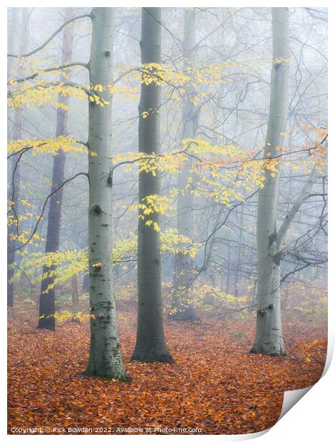 Enchanted Forest Print by Rick Bowden