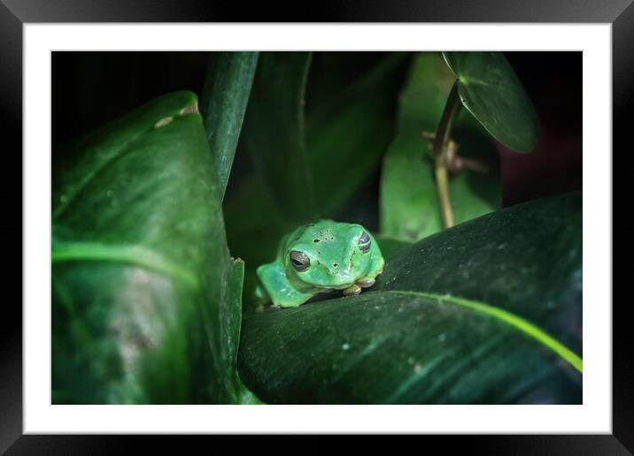 Chinese Flying Frog On Leaf Framed Mounted Print by Artur Bogacki