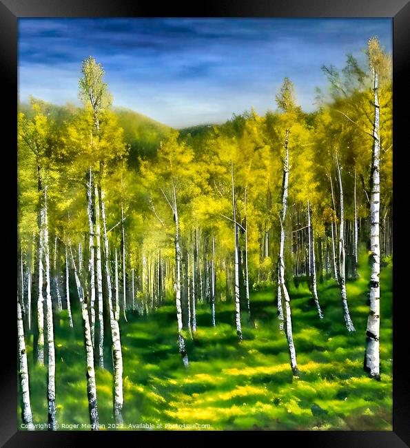 Silver Birch Forest in Autumn Framed Print by Roger Mechan