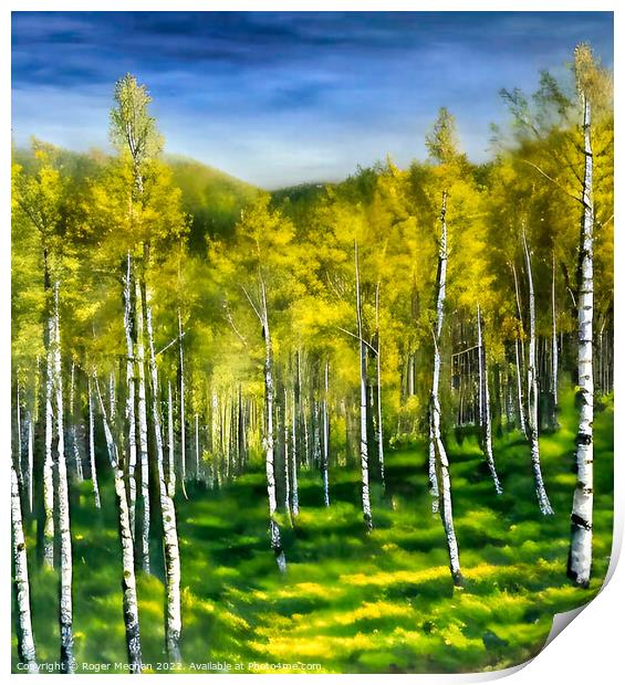 Silver Birch Forest in Autumn Print by Roger Mechan