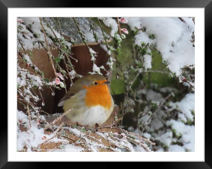 Wintry robin Framed Mounted Print by Thelma Blewitt