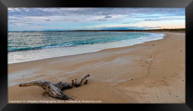 Maimoni Driftwood Framed Print by DiFigiano Photography